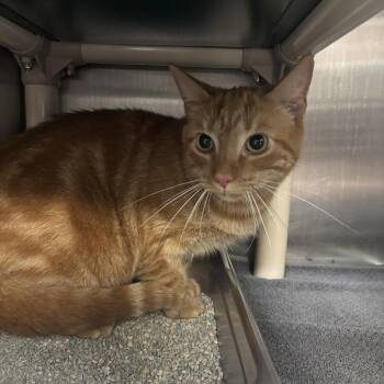 Zuko -  Domestic Short Hair Cat for Adoption in Indianapolis, Indiana - Zuko | PetCurious