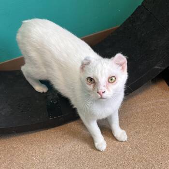 Domestic Short Hair Cats Available for Adoption - Big Bread | PetCurious