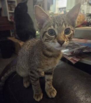 Peque -  Tabby Cat for Adoption in Plano, Texas - Peque | PetCurious