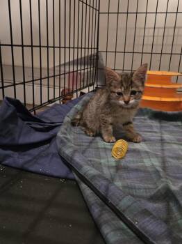 ZIGGY -  Domestic Short Hair Cat for Adoption in Charlotte, North Carolina - ZIGGY | PetCurious