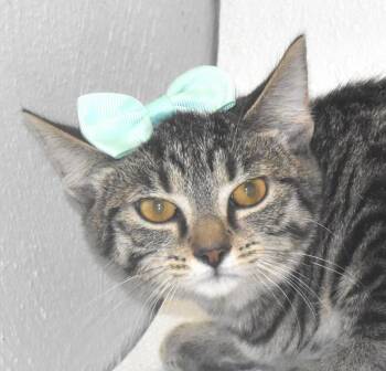 Huxley -  Domestic Short Hair Cat for Adoption in Springfield, Ohio - Huxley | PetCurious