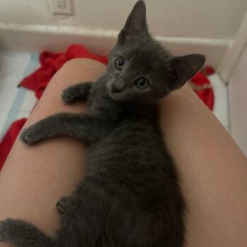 Smokey -  Domestic Short Hair Cat for Adoption in Los Angeles, California - Smokey | PetCurious
