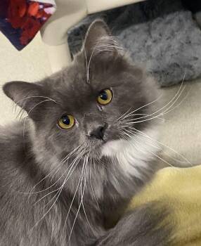 Domestic Short Hair Cats Available for Adoption in Alexandria, Virginia - Winchester | PetCurious