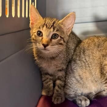 Jubilee -  Domestic Short Hair Cat for Adoption in Ashtabula, Ohio - Jubilee | PetCurious