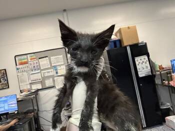 A1921937 -  Domestic Short Hair Cat for Adoption in Thousand Palms, California - A1921937 | PetCurious