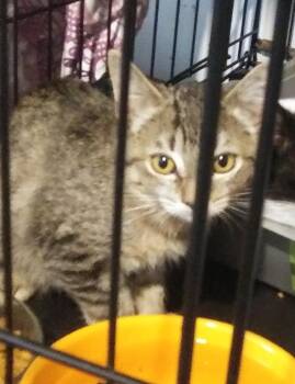 Beans -  Domestic Short Hair Cat for Adoption in PORT WENTWRTH, Georgia - Beans | PetCurious