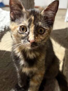 Freya -  Domestic Short Hair Cat for Adoption in Herculaneum, Missouri - Freya | PetCurious