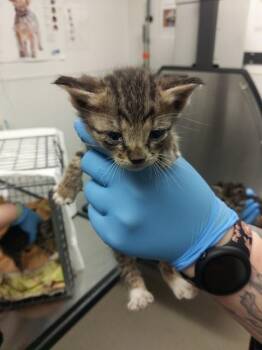 AGENT COOPER -  Domestic Short Hair Cat for Adoption in Fort Lauderdale, Florida - AGENT COOPER | PetCurious