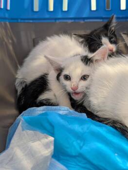 Orlando -  Domestic Short Hair Cat for Adoption in Greenfield, Indiana - Orlando | PetCurious