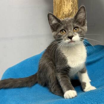 Macy -  Domestic Short Hair Cat for Adoption in Hanover Park, Illinois - Macy | PetCurious