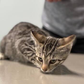 Whipple -  Domestic Short Hair Cat for Adoption in Shelbyville, Indiana - Whipple | PetCurious