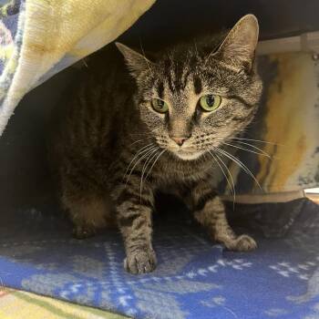 Abby -  Domestic Short Hair Cat for Adoption in York, Pennsylvania - Abby | PetCurious