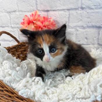 Matcha -  Domestic Medium Hair Cat for Adoption in Harrisonburg, Virginia - Matcha | PetCurious