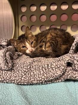 Patrick (E36) -  Domestic Short Hair Cat for Adoption in Lafayette, Indiana - Patrick (E36) | PetCurious