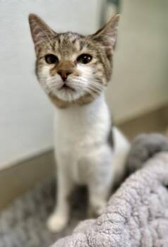 Rescue Domestic Short Hair Cats for Adoption in Athens, Georgia - Mike Mills | PetCurious