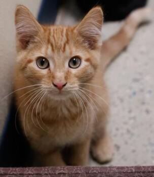 Cheeto -  Domestic Short Hair Cat for Adoption in Baraboo, Wisconsin - Cheeto | PetCurious