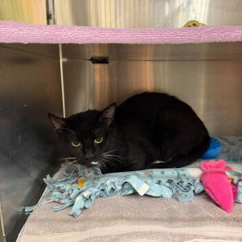 Dinkledorf -  Domestic Short Hair Cat for Adoption in Buffalo, New York - Dinkledorf | PetCurious