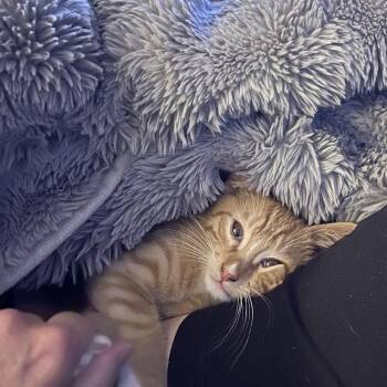 Connor -  Domestic Short Hair Cat for Adoption in Cumming, Georgia - Connor | PetCurious