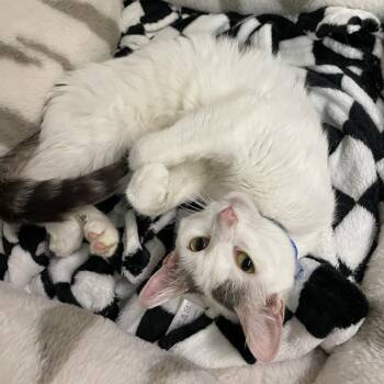 Helen -  Domestic Short Hair Cat for Adoption in Madison, Wisconsin - Helen | PetCurious