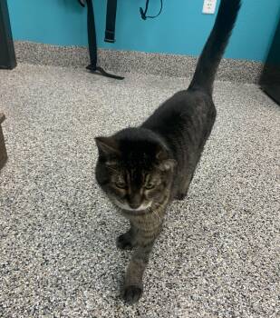 Rescue Domestic Short Hair Cats for Adoption - Lennox | PetCurious