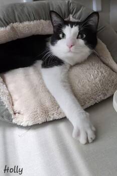 Domestic Medium Hair Cats Available for Adoption in Key Largo, Florida - Holly | PetCurious