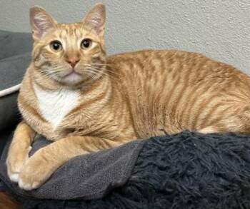 Tabby and Domestic Short Hair Cats Available for Adoption - Sonny | PetCurious