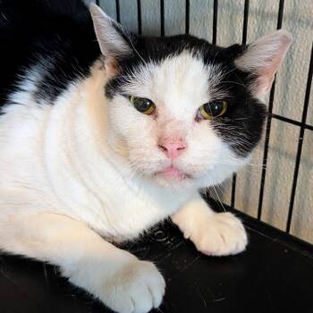 Rescue Domestic Short Hair Cats for Adoption in Brighton, Missouri - Mickey | PetCurious