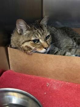 Super 8 -  Domestic Short Hair Cat for Adoption in West Chester, Pennsylvania - Super 8 | PetCurious