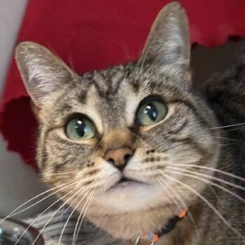 Nyla -  Domestic Short Hair Cat for Adoption in Lansing, Michigan - Nyla | PetCurious