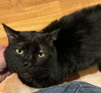 Domestic Short Hair Cats Available for Adoption - Henry | PetCurious