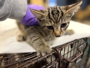 TRINITY -  Domestic Short Hair Cat Available for Adoption in Doral, Florida - TRINITY | PetCurious