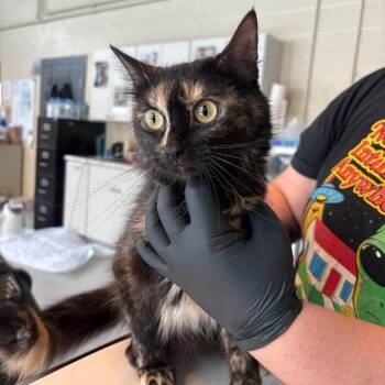 Twilight Sparkle -  Domestic Short Hair Cat for Adoption in Huntington, West Virginia - Twilight Sparkle | PetCurious