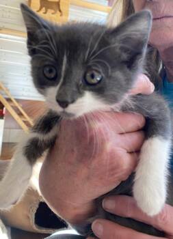 Carnation -  Domestic Short Hair Cat for Adoption in Salinas, California - Carnation | PetCurious