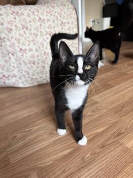 Penelope Pussycat -  Domestic Short Hair Cat for Adoption in West Mifflin, Pennsylvania - Penelope Pussycat | PetCurious