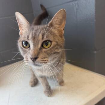 Toriel -  Domestic Short Hair Cat for Adoption in Tuscaloosa, Alabama - Toriel | PetCurious