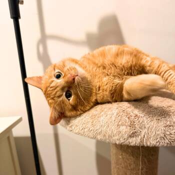 Domestic Short Hair Cats Available for Adoption - Smurf | PetCurious