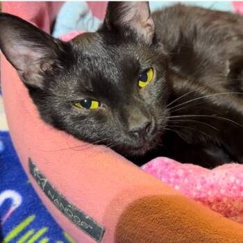 Rescue Domestic Short Hair Cats for Adoption in Mount Vernon, Indiana - Shirley | PetCurious