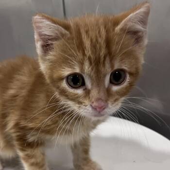 Domestic Short Hair Cats Available for Adoption - T-Rex | PetCurious