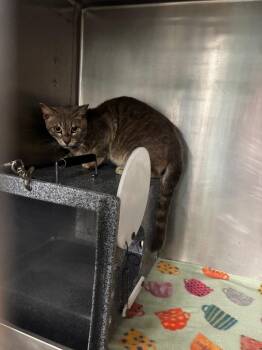 Domestic Short Hair Cats Available for Adoption in Rockport, Texas - Peregrin | PetCurious