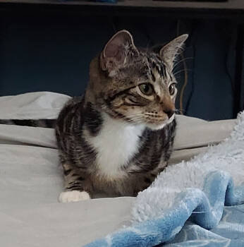 Rescue Domestic Short Hair Cats for Adoption in Phoenix, Arizona - Yakko | PetCurious