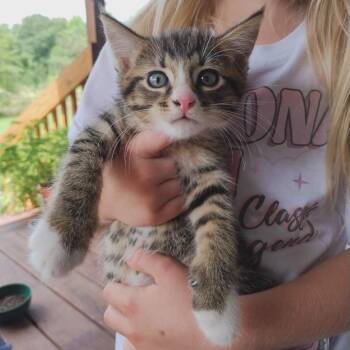Scooter -  Domestic Long Hair Cat for Adoption in Wadena, Minnesota - Scooter | PetCurious