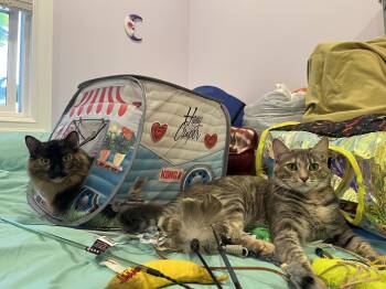 Hailey and Harper -  Tabby and Maine Coon Cat for Adoption in Redwood City, California - Hailey And Harper | PetCurious