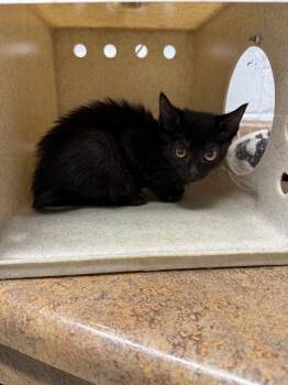 DALHIA -  Domestic Medium Hair Cat for Adoption in Tallahassee, Florida - DALHIA | PetCurious