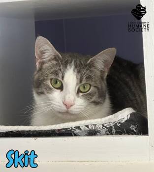 Domestic Short Hair Cats Available for Adoption in Heath, Ohio - Skit | PetCurious