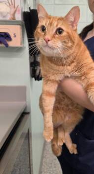 Huckle -  Domestic Short Hair Cat for Adoption in Athens, Tennessee - Huckle | PetCurious