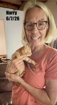 Harry -  Domestic Short Hair Cat for Adoption in Berlin, Maryland - Harry | PetCurious