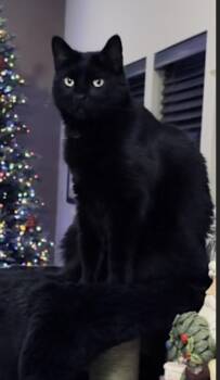 Domestic Short Hair Cats Available for Adoption - Bug | PetCurious