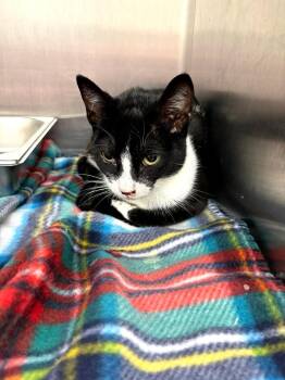 Domestic Short Hair Cats Available for Adoption in Hartsville, South Carolina - Puffin | PetCurious