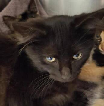 Farfalle -  Domestic Medium Hair Cat for Adoption in Vancouver, Washington - Farfalle | PetCurious