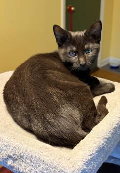 Olivia -  Domestic Short Hair Cat for Adoption in Washington Township, New Jersey - Olivia | PetCurious